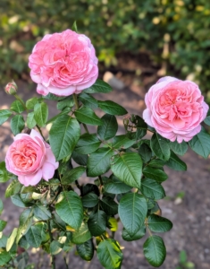 The Martha Stewart rose matures to three feet tall and about three feet wide making it ideal for borders, small gardens, and containers. The fragrance is wonderfully intoxicating.