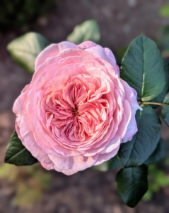 I have Martha Stewart roses growing in two formal beds outside my main greenhouse and in a cutting garden near my chicken coops.