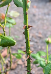 And remember, rose stems are often armed with sharp prickles, not thorns. A prickle can be easily broken off the plant because it is really a feature of the outer layers rather than part of the wood, like a thorn.