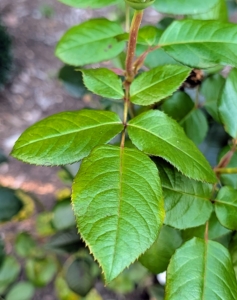 The leaves are glossy and dark green. Rose leaves are described as “pinnate” – meaning there is a central rib and then leaflets off to each side, with one terminal leaflet. Rose leaves can have anywhere from two to 13 leaflets.