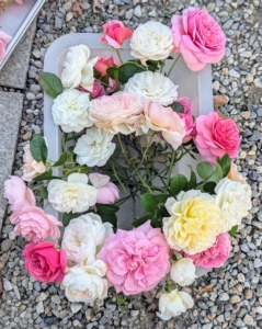 I also have many other roses blooming right now. A rose is a woody perennial flowering plant of the genus Rosa, in the family Rosaceae. There are more than a hundred species and thousands of cultivars.