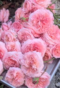 Picking and Arranging Colorful Fragrant Roses Picking and Arranging Colorful Fragrant Roses