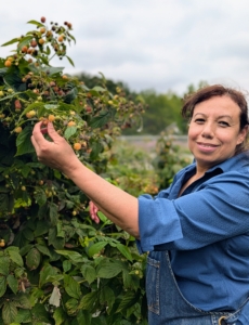 Elvira picks an abundance of sweet gold berries from another row.
