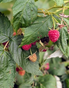 Raspberries are unique because their roots and crowns are perennial, while their stems or canes are biennial.
