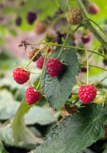 Only the ripe raspberries will slip off the stems easily. All of these red raspberries are in perfect condition.