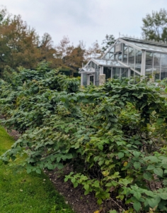 I have several rows of raspberries behind my main greenhouse. They all produce many fruits every summer.