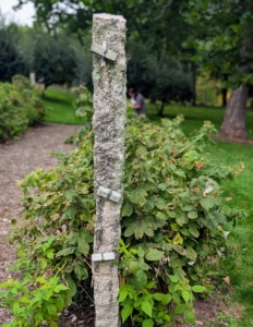 Most raspberry plants need additional support to grow properly. I use these granite posts at the end of each row, and stretch strong gauge copper wire in between them to hold up the plants. These antique posts are from China. They were originally used to support grape vines.