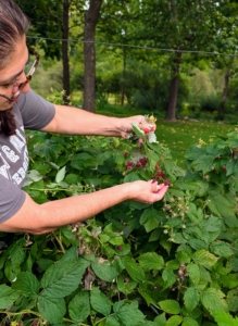 Here, Enma picks many of the red raspberries. They are quite fragile, so she is careful not to pack them in or press them down.