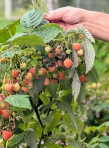 Looking carefully under the foliage, one can find so many berries waiting to be harvested.