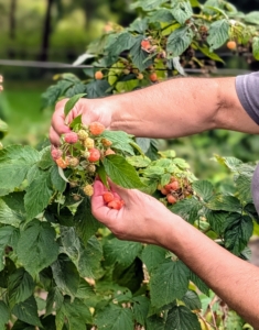 Although not as bright and easy to see as the red raspberries, these bushes are filled with ripe, gold raspberries. Botanically, all raspberries grow on shrubs belonging to the Rosaceae family, in the genus Rubus.