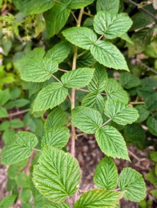 The raspberry plant has spade-shaped leaves that are toothed along the edges. It takes about two to three years for a new raspberry plant to produce a significant crop of fruit. Once mature, one plant can produce several hundred berries in a season.