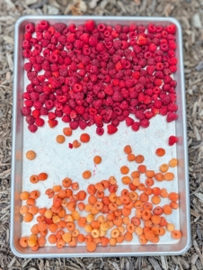 Enma fills this tray with berries in just a few minutes.