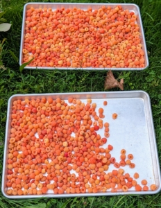 The berries are placed in one layer on large sheet trays, so they retain their shape after picking.