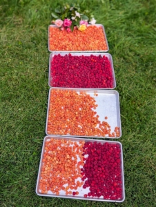 Four trays of berries picked in less than an hour. To save berries for use at another time, they can be frozen and used as needed.