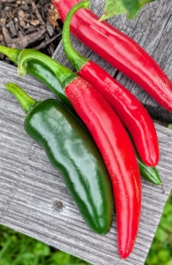 I also grow many hot peppers to share. These thrive in full sun and are ready to pick when they are firm and about three inches long.