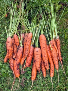 A September Harvest – The Martha Stewart Blog A September Harvest – The Martha Stewart Blog