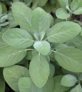 This is sage. Sage is commonly used to season poultry or sausage, infuse butter, or to add flavor to root vegetables like sweet potatoes or parsnips.