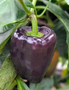 Here's a deep glossy purple bell pepper. And all are great for stuffing because they have hollow cavities and thick walls, which hold up their shape during cooking.