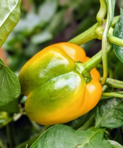In some varieties, the pepper matures and the chlorophyll breaks down, revealing other pigments called carotenoids that produce yellow, orange, and red colors.