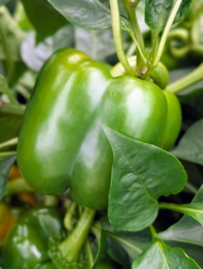Sweet bell peppers are popular in the garden – all are grassy in flavor and crunchy in texture. All bell peppers start green, but some are bred to remain green at full maturity.