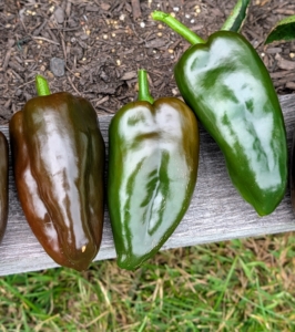 Just be careful when picking peppers – always keep the hot ones separated from the sweet ones, so there is no surprise in the kitchen.