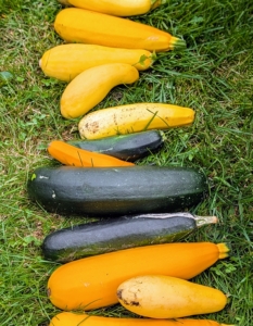 Summer squash is best harvested when young, tender, and about eight inches long, with glossy, slightly firm skin.