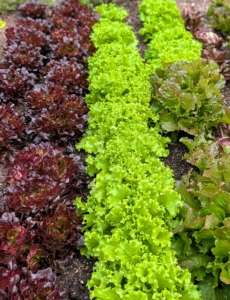 And look at these beautiful lettuce heads. I always plant in succession. Succession planting is a practice of seeding crops at intervals of seven to 21 days in order to maintain a consistent supply of harvestable produce throughout the season. This dramatically increases a garden’s yield, while also improving produce quality.