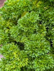 All my herbs are still going strong too. Curley parsley is milder than the flat, but it is great to use as a decorative garnish, giving dishes pops of color.