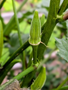 Okra is ready to harvest when pods are about two to four inches long, typically three to four days after the flower blooms. A good sign is when they are picked - they should snap cleanly when bent.