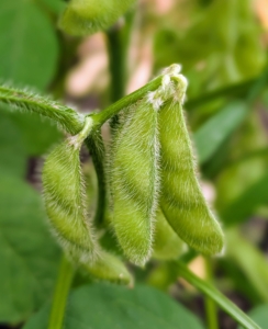 The edamame is also growing abundantly. If you’re not familiar, edamame is the same soybean that makes tofu. Eaten as beans, they taste a bit like peas and are buttery with a hint of sweetness and nuttiness.