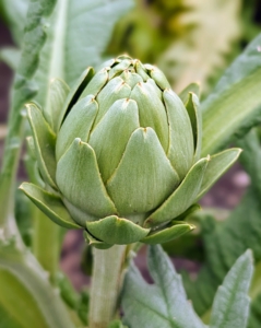 The globe artichoke, Cynara scolymus, is actually a flower bud. They are generally harvested once they reach full size, just before the bracts begin to spread open. Artichoke harvest starts in late July or early August and continues well until frost.