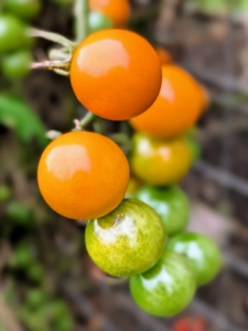 It was a great tomato season at my farm, especially for these cherry tomatoes, the small, round fruits known for their sweet flavor, bite-sized form, and culinary versatility.