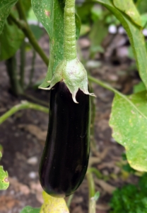It’s good to pick eggplants when they are young and tender. This eggplant is perfect.