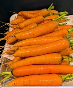 The carrots are rinsed in cold water and scrubbed of any leftover soil.
