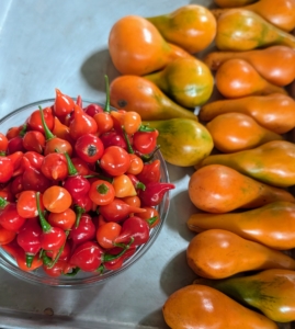 On the left are birds beak peppers, also known as Pimenta Biquinho - small, round peppers with a tapered tip that resembles a bird’s beak. They originated in Brazil and are known for their tangy, fruity flavor and mild heat level. I like to pickle them. On the right are pear tomatoes or teardrop tomatoes. They are generally sweet, and are in the shape of a pear, but smaller. I am so excited to grow all of these at my farm. Have you looked at your garden lately? You may still find some treasures.