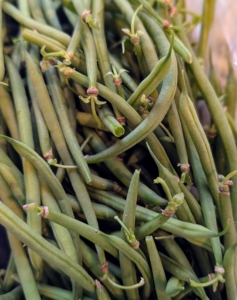 There are two types of green beans. Pole beans grow on climbing vines and require trellising. Bush beans like these grow on bushes up to two feet and do not need support. And with the proper care, the bushes can produce beans through the entire season.