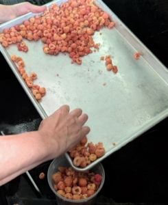 These berries were left in the freezer for several hours. Now, they can be moved into plastic containers or freezer bags.