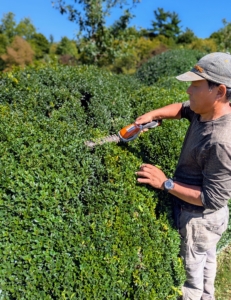 It’s a huge task to prune all the boxwood. Phurba takes his time and thoughtfully goes over each shrub - only taking off the new growth sticking out.
