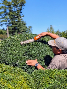 Here, Phurba also uses it to shape the shrubs, which are round by design.