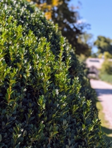 Here, one can see the newest growth that needs trimming. Boxwoods are slow growing compared to many other shrubs, with growth rate depending on the variety. Typically, most varieties grow three to six inches per year.