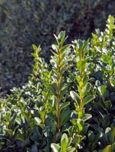 Here is a closeup of what Phurba is tasked with cutting - just these tips.