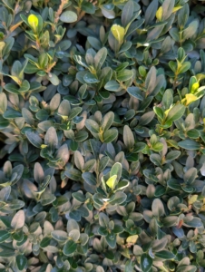 Buxus is a genus of about 70 species in the family Buxaceae. Common names include box or boxwood. The boxes are native to western and southern Europe, southwest, southern and eastern Asia, Africa, Madagascar, northernmost South America, Central America, Mexico, and the Caribbean. The leaves on boxwood branches are arranged opposite from each other, making pairs.