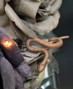 And the snakes make perfect company slithering around the roses.