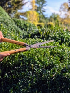 And then he continues trimming, knowing well that the shears will cut quickly and efficiently.