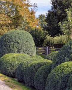 Here are some of the trimmed boxwood shrubs. This boxwood is so lush and green. It looks even more stunning when freshly manicured.