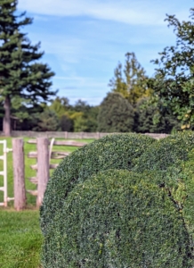 On the north side of the Boxwood Allée are horse pastures. On the left is my three-acre living maze. Driving down the Allée, one can get glimpses of both.