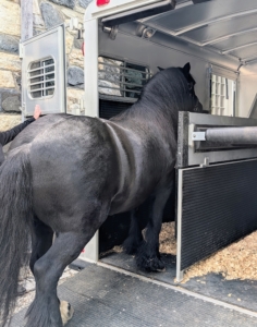 Using carrots, grown in my garden and cut up into bite sized pieces, Ban Chunch is easily coaxed up the short ramp and into the trailer.