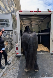 While one leads Ban Chunch in, Helen stands nearby to make sure the pony walks straight up the ramp.