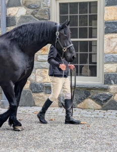 Bond is next. All my horses are familiar with the trailer, but it is always good practice to let them enter and exit occasionally, so it continues to be a good experience for them.