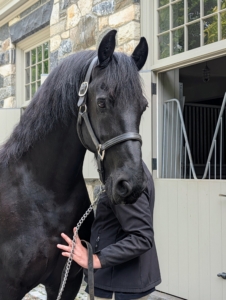 Always give an animal time to adjust to different surroundings and unfamiliar activities. While Bond has been in a trailer many times, it is important to make every approach positive and calm.